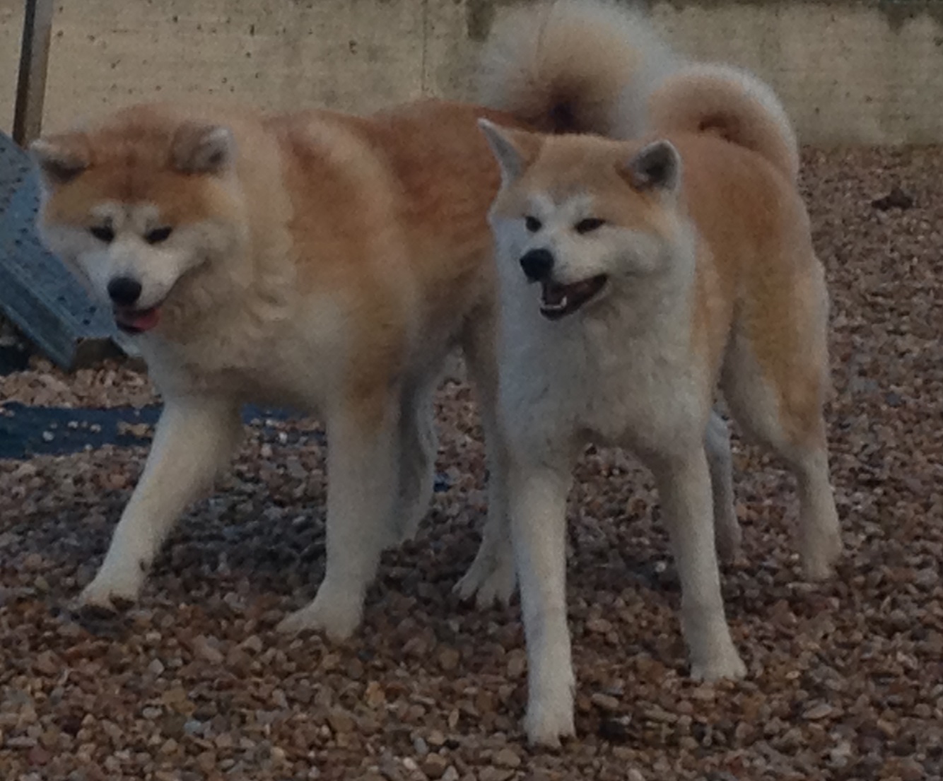 Japanese Akita Canada Breeder Ontario Serdess